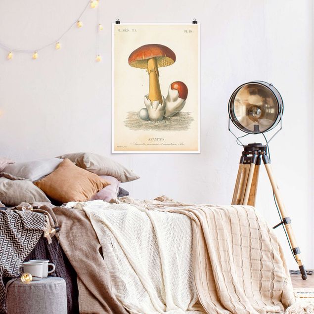 Posters vintage French Mushrooms