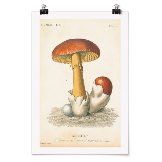 Tavlor vintage French Mushrooms