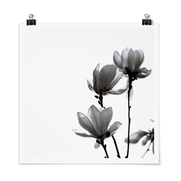 Tavlor blommor Herald Of Spring Magnolia Black And White