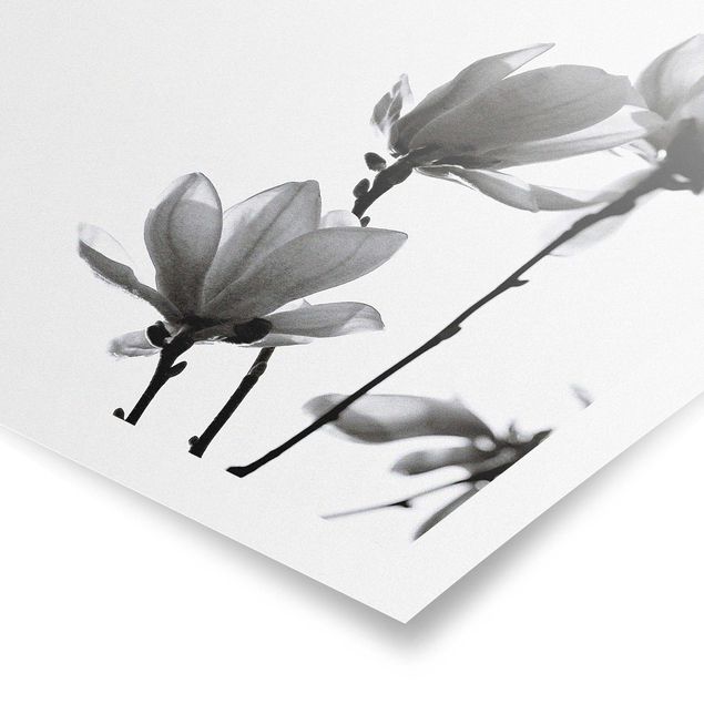 Tavlor svart och vitt Herald Of Spring Magnolia Black And White