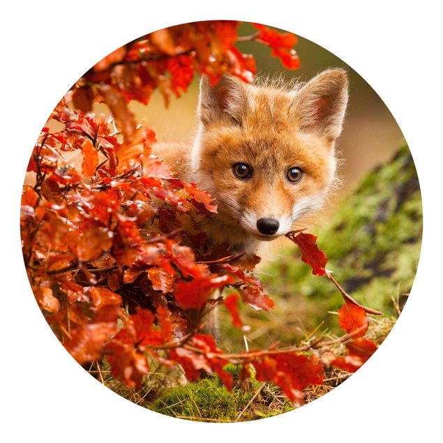 Fototapeter skogar Fox In Autumn