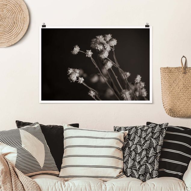 Posters blommor  Daisy study