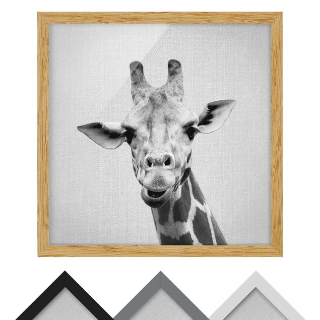 Tavlor svart och vitt Giraffe Gundel Black And White