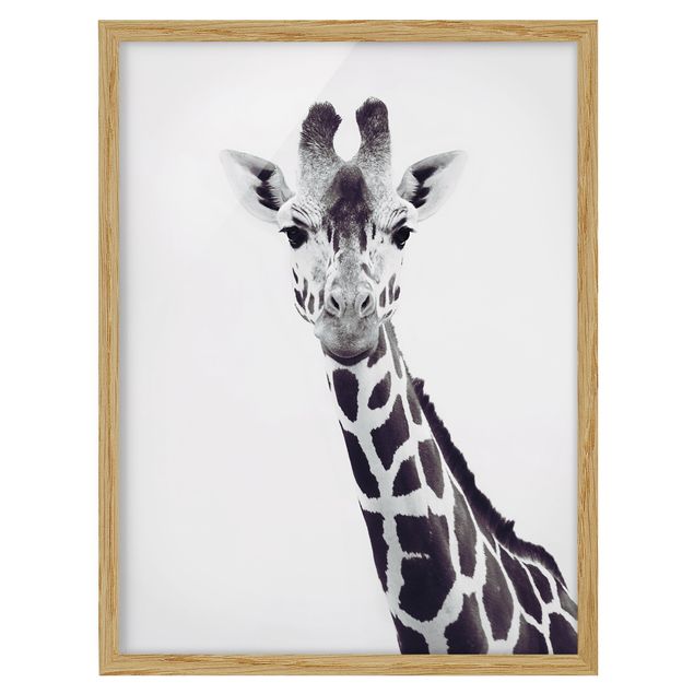 Tavlor med ram djur Giraffe Portrait In Black And White
