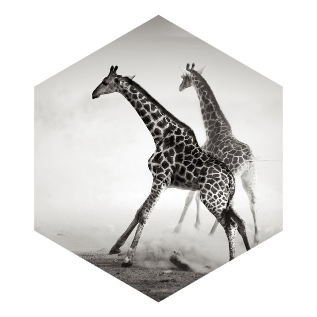 Fototapeter svart och vitt Giraffe Hunt