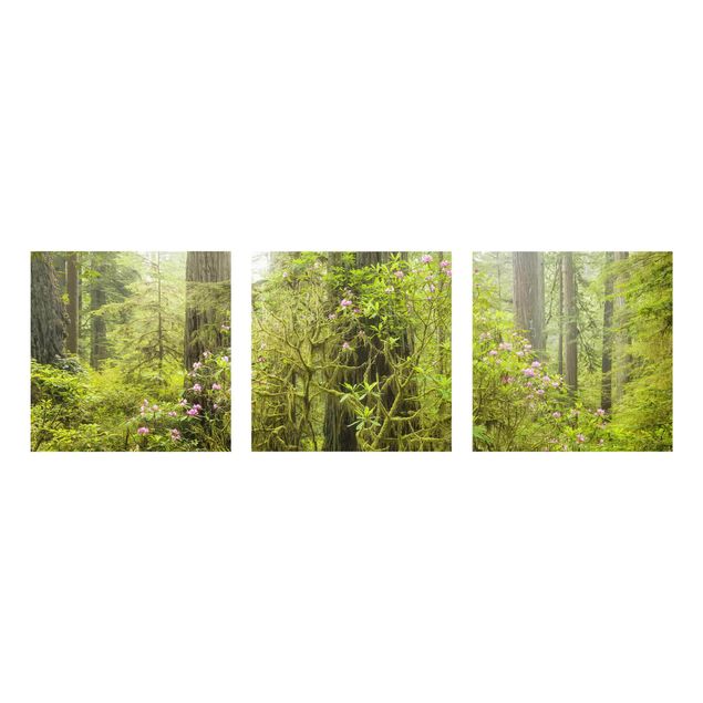 Glastavlor landskap Del Norte Coast Redwoods State Park California