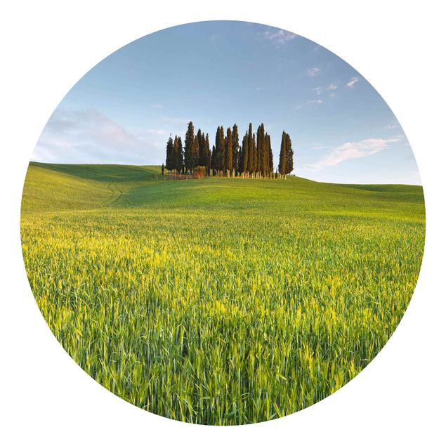 Fototapeter grön Green Field In Tuscany