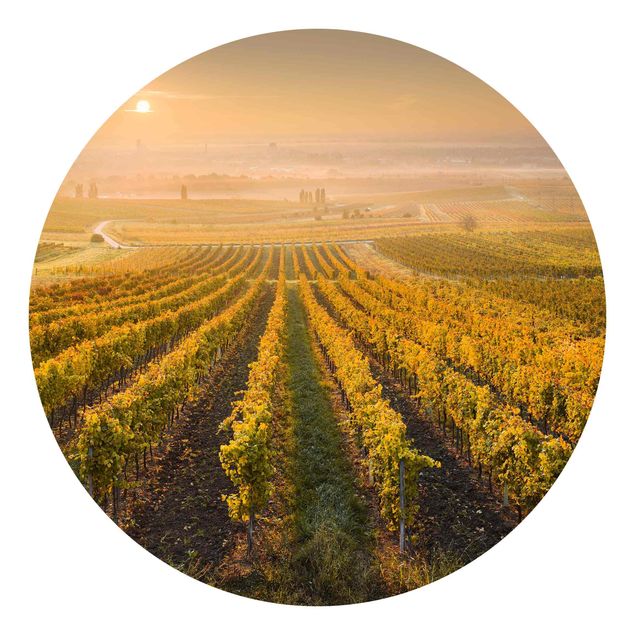 Fototapeter landskap Autumnal Vineyards Near Vienna