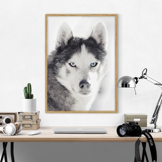Tavlor hundar Husky Portrait