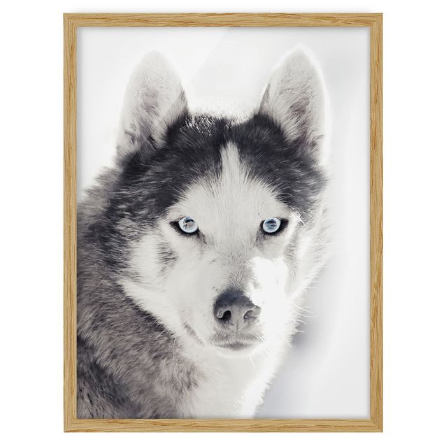 Tavlor modernt Husky Portrait