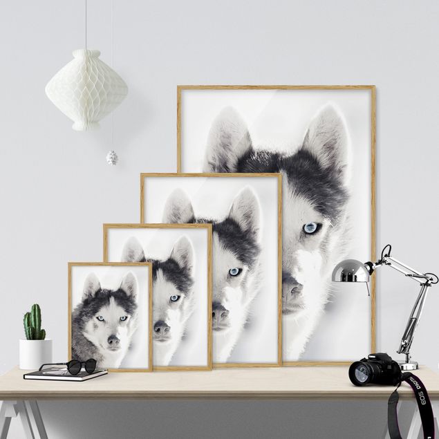 Tavlor djur Husky Portrait