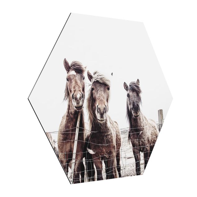 Tavlor djur Icelandic Horse
