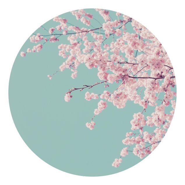 Tapeter modernt Japanese Cherry Blossoms