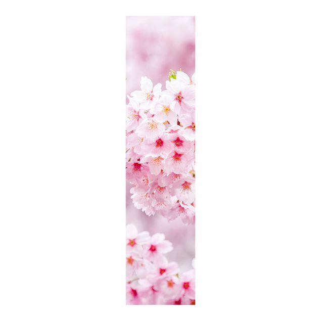 Panelgardiner blommor  Japanese Cherry Blossoms