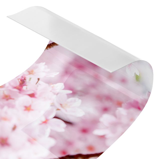 väggplatta kök Japanese Cherry Blossoms