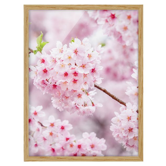 Tavlor arkitektur och skyline Japanese Cherry Blossoms