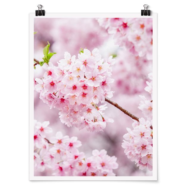 Posters blommor  Japanese Cherry Blossoms