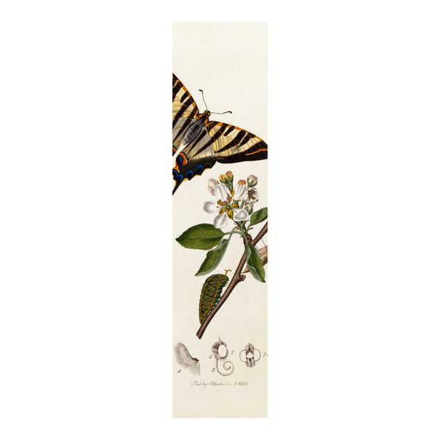 Konstutskrifter John Curtis - A Scarce Swallow-Tail Butterfly