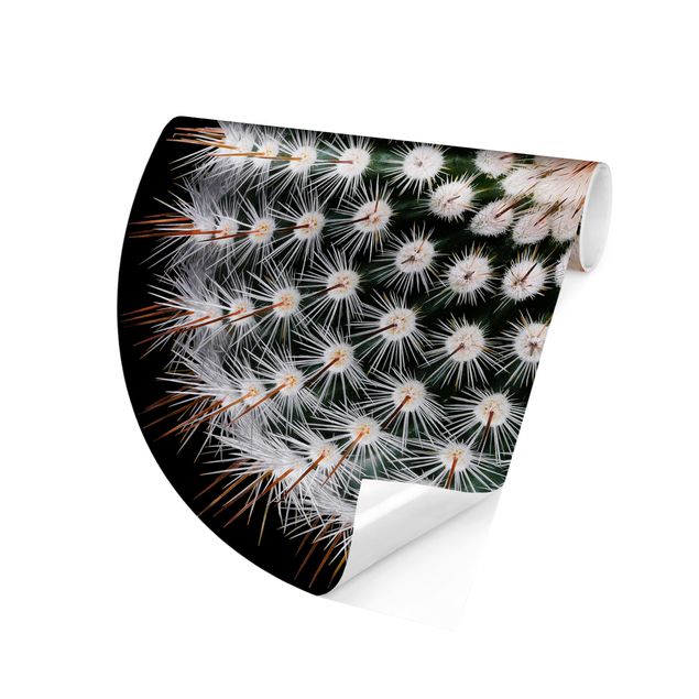 Fototapeter blommor  Cactus Flower