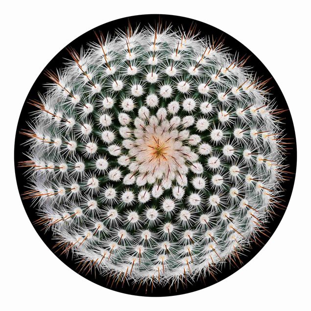 Tapeter modernt Cactus Flower