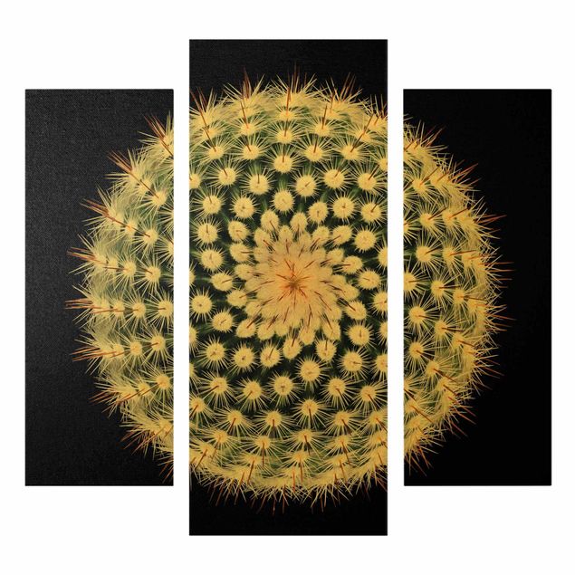 Tavlor Cactus Flower