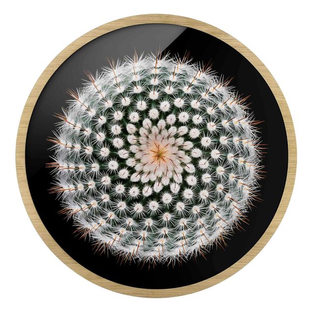 Tavlor Cactus Flower