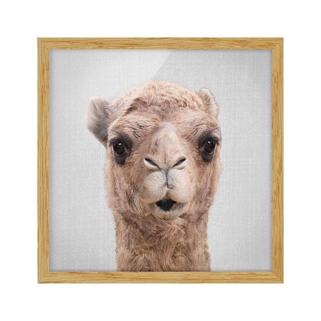 Tavlor Afrika Camel Konrad