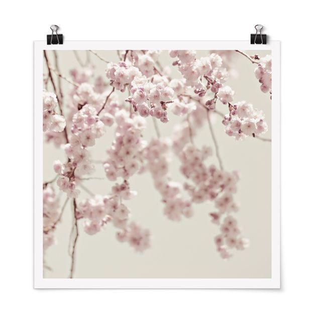 Tavlor blommor  Dancing Cherry Blossoms