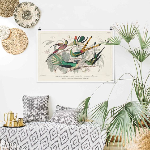 Posters djur Hummingbird Diagram
