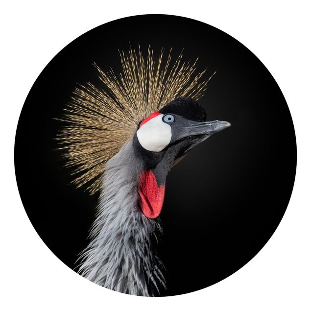 Fototapeter djur Crowned Crane In Front Of Black