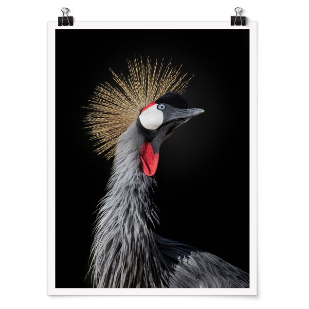 Tavlor djur Crowned Crane In Front Of Black