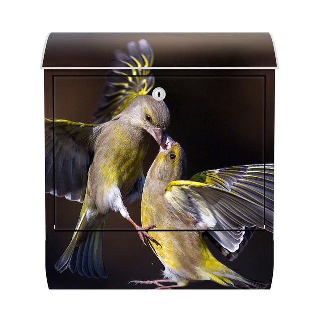 Brevlådor gul Kissing Hummingbirds