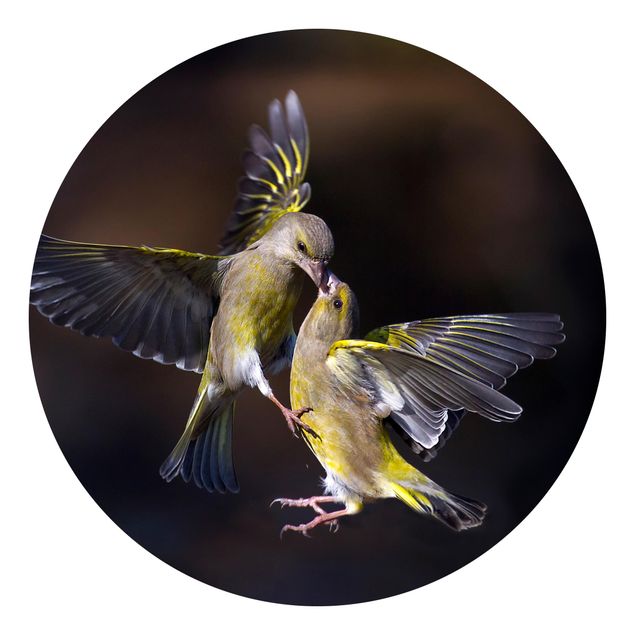 Fototapeter djur Kissing Hummingbirds