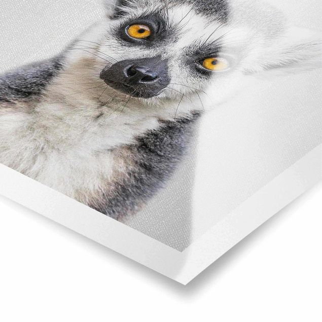 Tavlor svart och vitt Lemur Ludwig