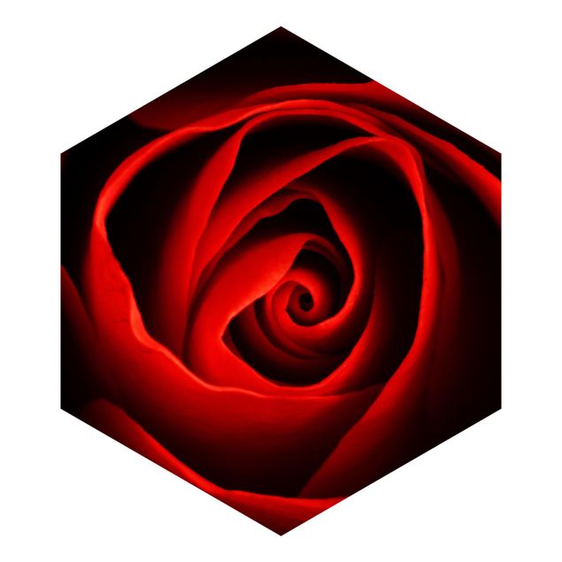 Fototapeter röd Lovely Rose
