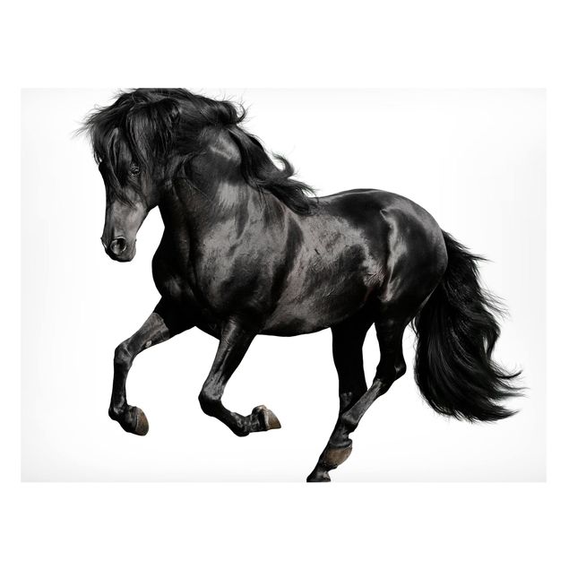 Magnettavla djur Arabian Stallion