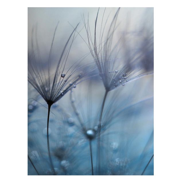 Magnettavla blommor  Blue Feathers In The Rain