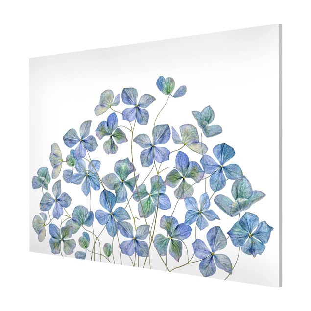 Tavlor blommor Blue Hydrangea Flowers