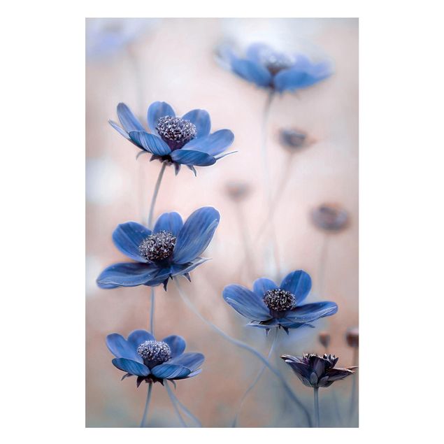 Magnettavla blommor  Blue Cosmos