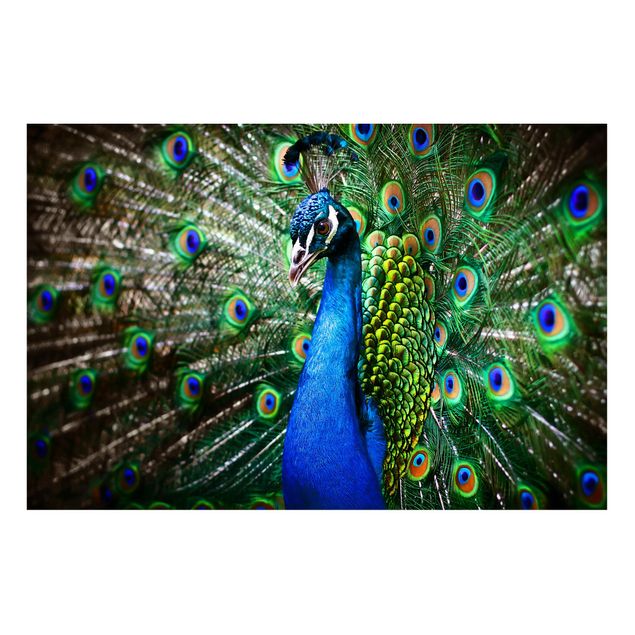 Magnettavla djur Noble Peacock