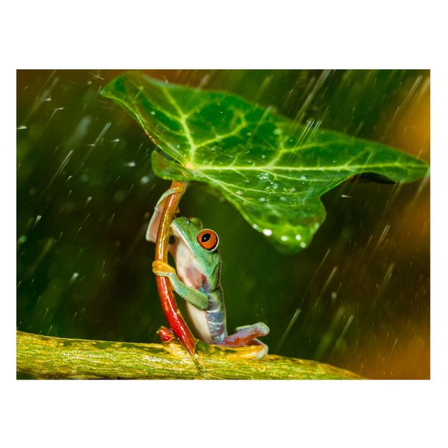 Magnettavla blommor  Frog In The Rain