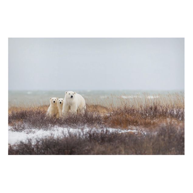Kök dekoration Polar Bear And Her Cubs