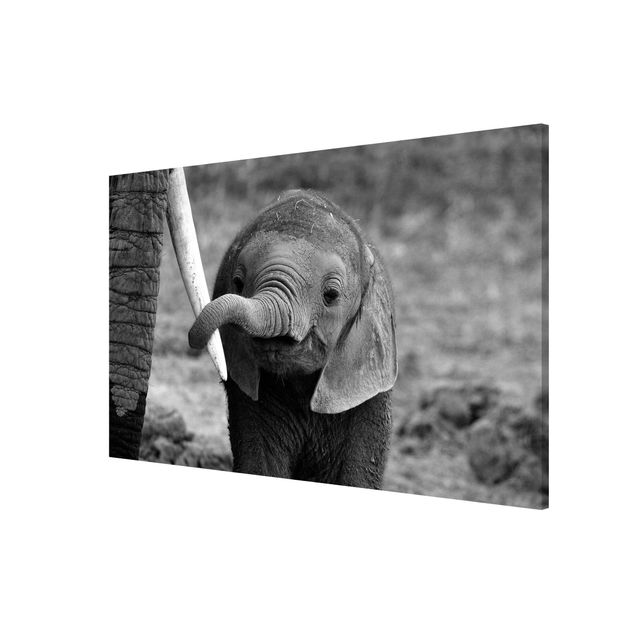 Magnettavla djur Baby Elephant