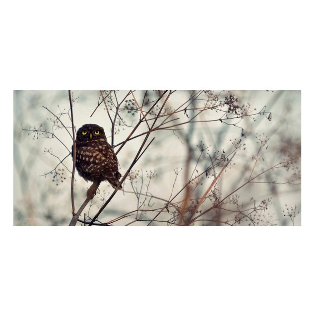 Magnettavla djur Owl In The Winter