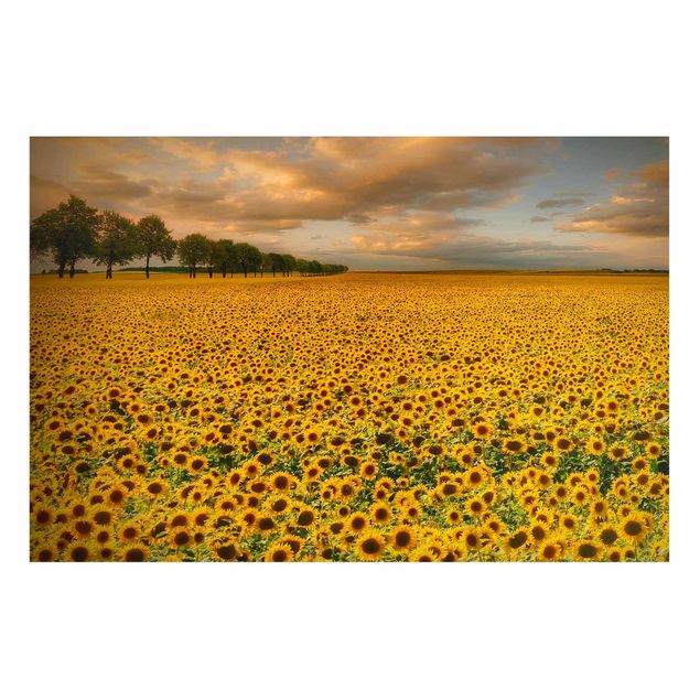 Tavlor landskap Field With Sunflowers