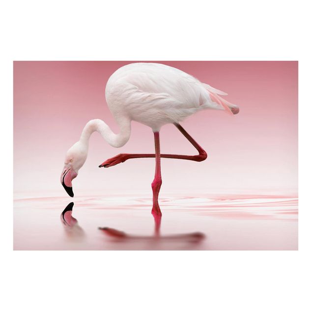 Magnettavla djur Flamingo Dance