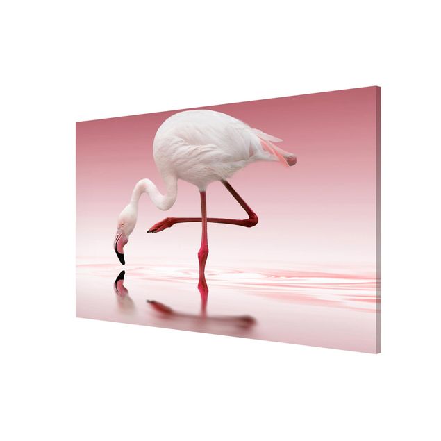 Tavlor fjädrar Flamingo Dance