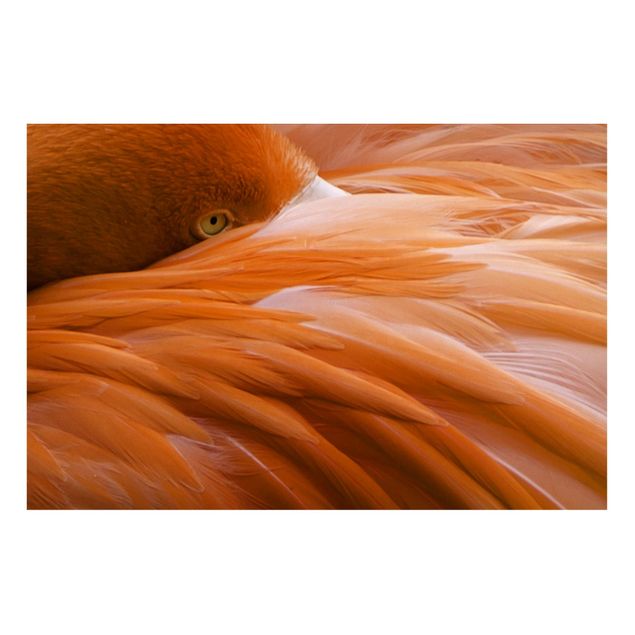Magnettavla djur Flamingo Feathers