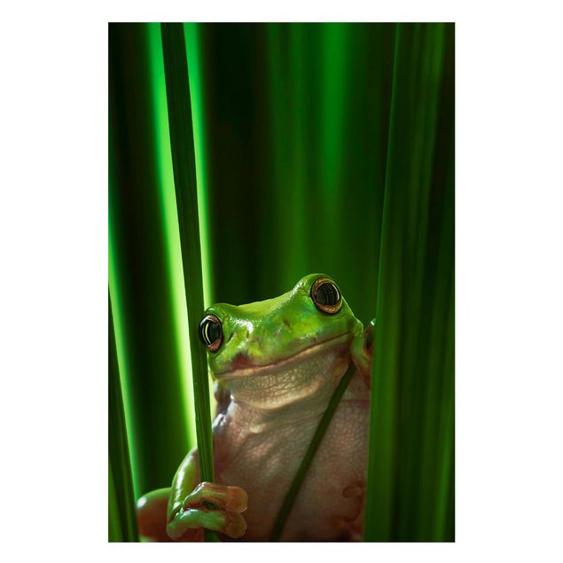 Magnettavla djur Merry Frog