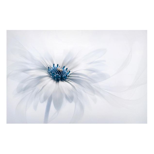 Magnettavla blommor  Daisy In Blue